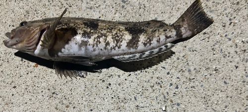 アイナメの釣果