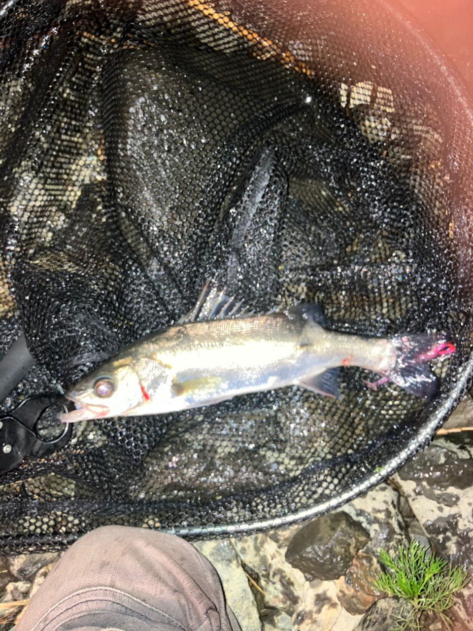 フッコ（マルスズキ）