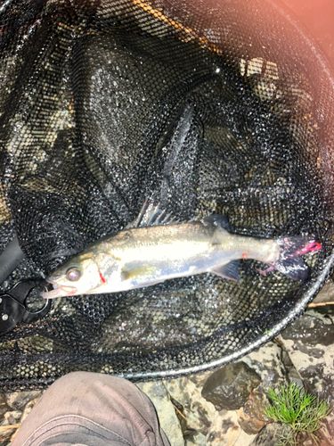 フッコ(マルスズキ)の釣果