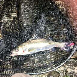 フッコ（マルスズキ）