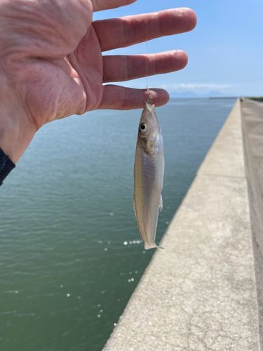 キスの釣果
