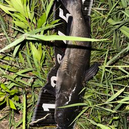 アメリカナマズ