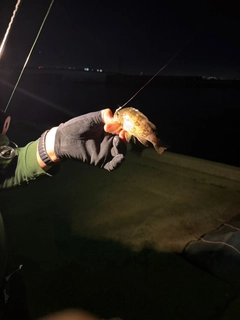 シロメバルの釣果