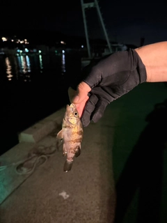 シロメバルの釣果