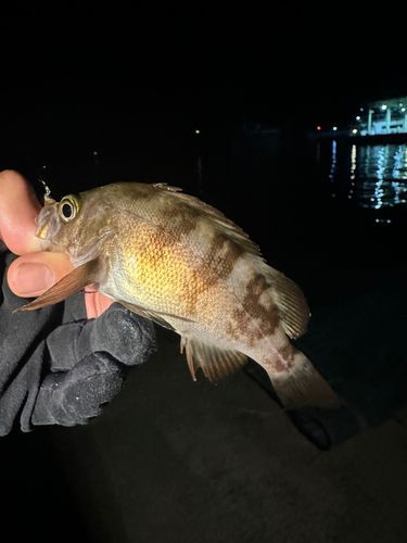 シロメバルの釣果