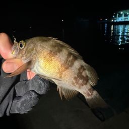 シロメバル