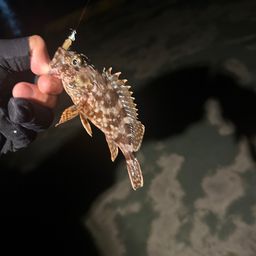 ガシラ
