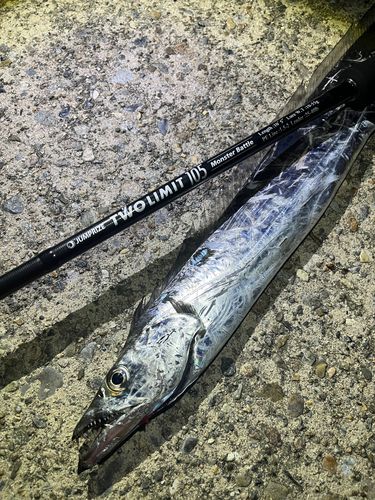 タチウオの釣果