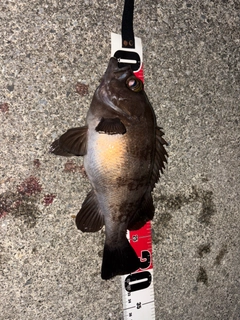 メバルの釣果