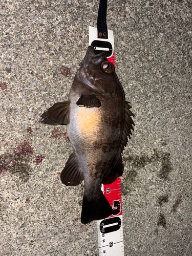 メバルの釣果