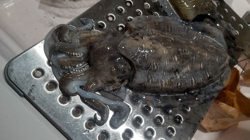 モンゴウイカの釣果
