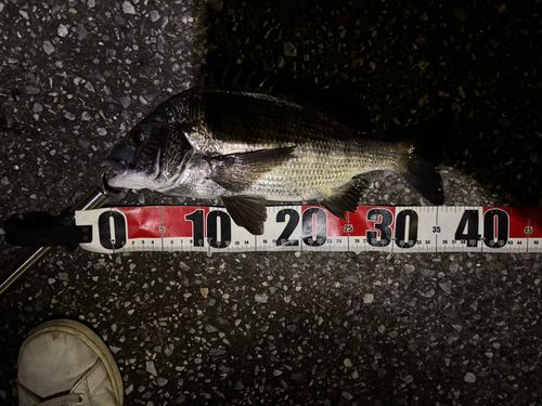 クロダイの釣果