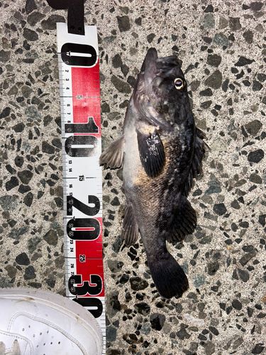 クロソイの釣果