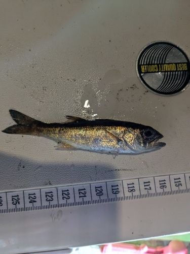 ムツの釣果