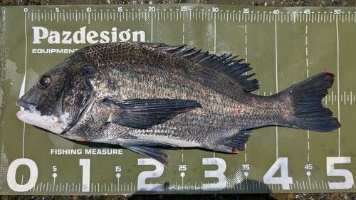 クロダイの釣果