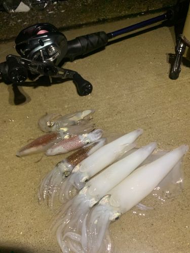 ケンサキイカの釣果