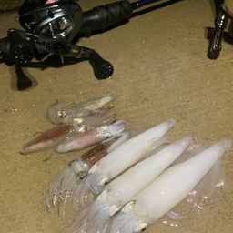 ケンサキイカ
