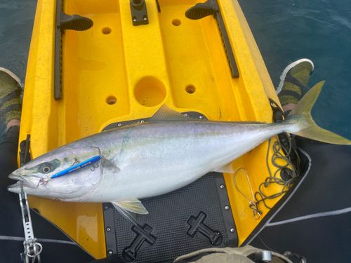 ブリの釣果