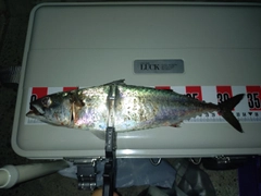 サバの釣果