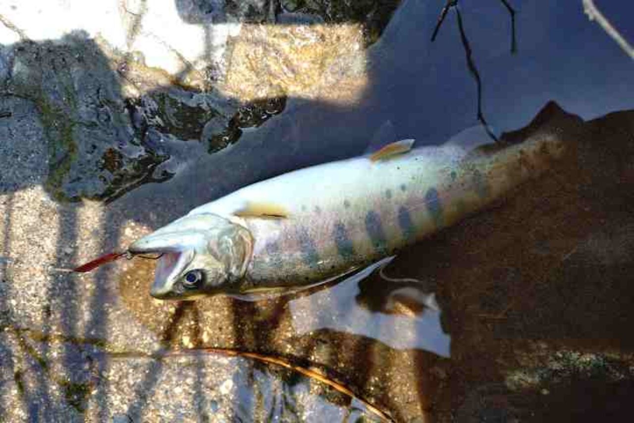 Jackson カワセミラプソディ KWSM-C411ULの最安値・インプレ・釣果