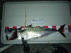 サバの釣果