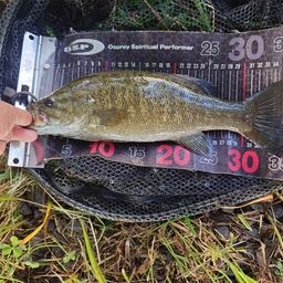 スモールマウスバス