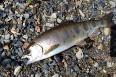 ヤマメの釣果