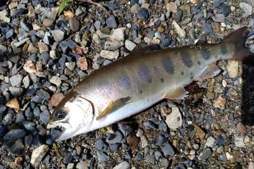 ヤマメの釣果