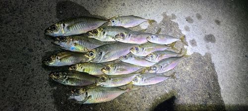 アジの釣果