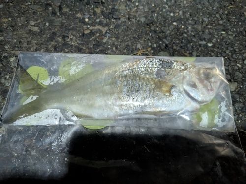 クロサギの釣果