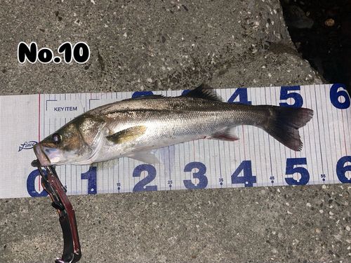 シーバスの釣果