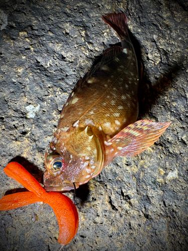 カサゴの釣果