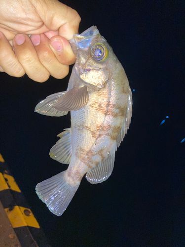 アカメバルの釣果