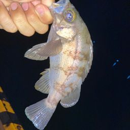 アカメバル