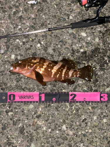 キジハタの釣果