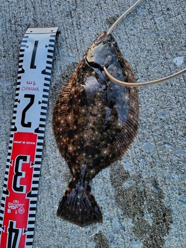 ヒラメの釣果