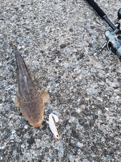 マゴチの釣果