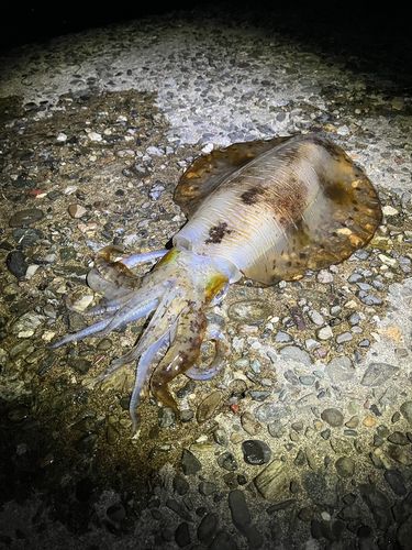 アオリイカの釣果