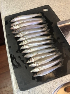 キスの釣果
