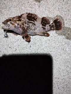 ハチガラの釣果