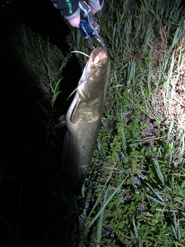 スズキの釣果