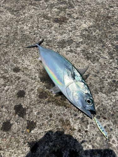 ソウダガツオの釣果