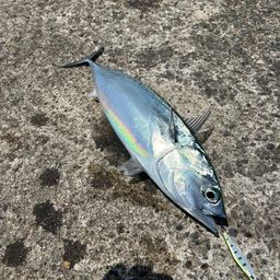 ソウダガツオ