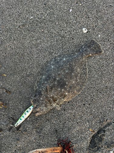 ソゲの釣果