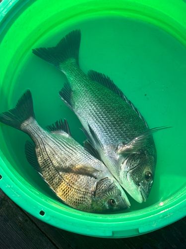 クロダイの釣果