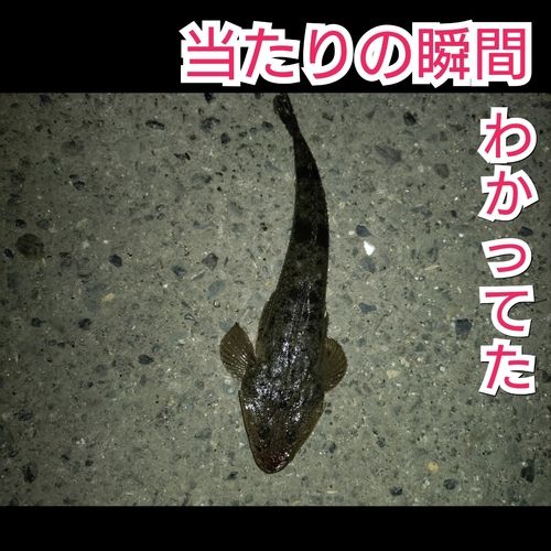コチの釣果