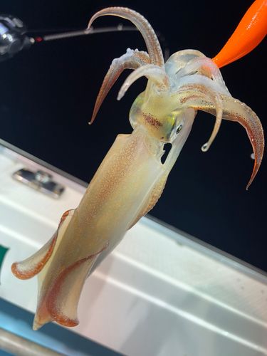 アカイカの釣果