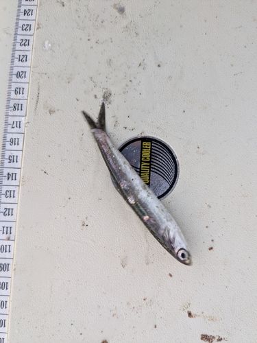 イワシの釣果
