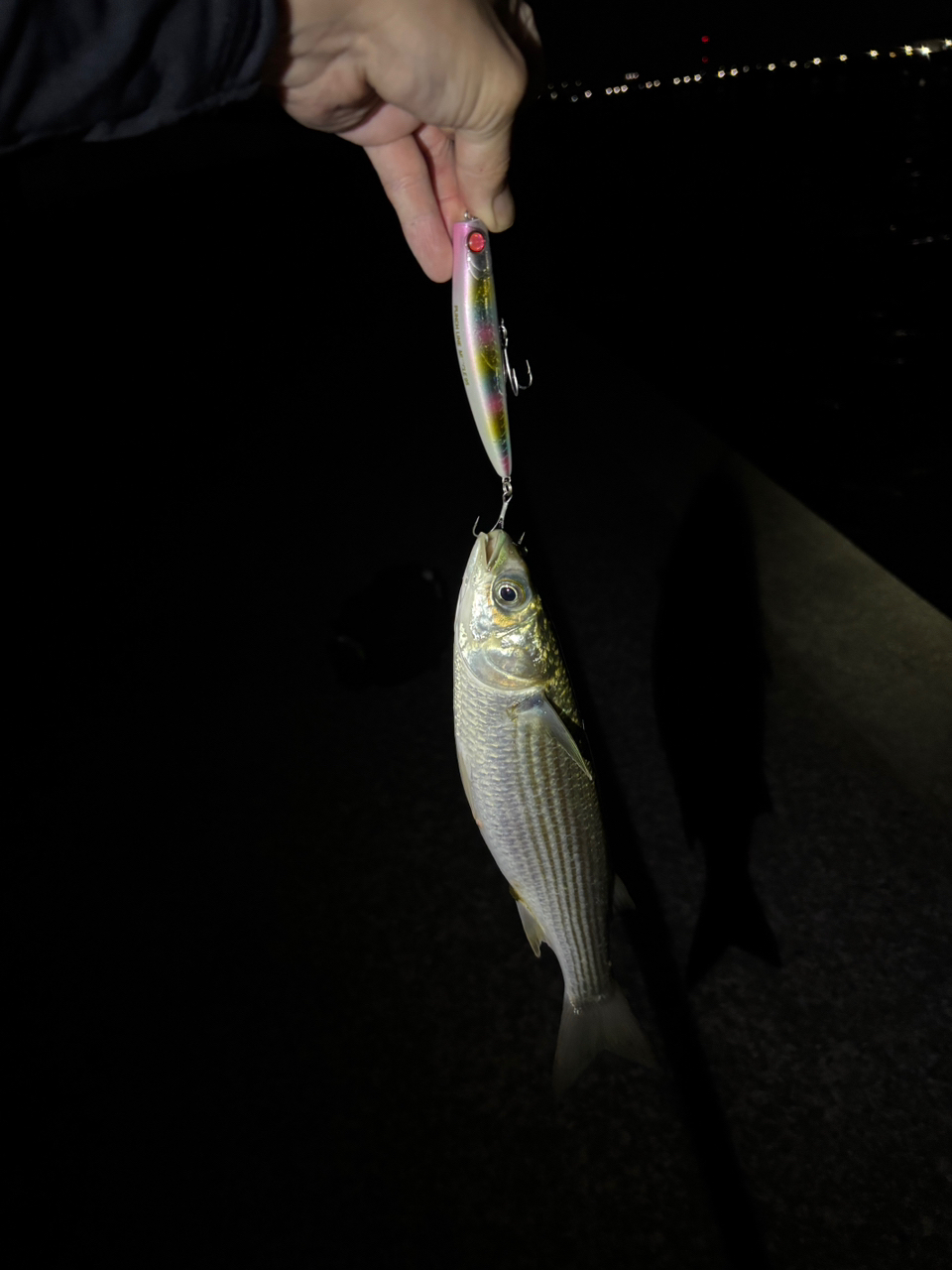 SHIMANO 23ディアルーナ B86MLの最安値・インプレ・釣果 | 本音