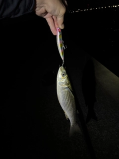 ボラの釣果
